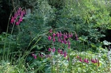 Dierama pulcherrimum angel s - dierama,