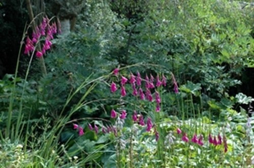 Dierama pulcherrimum angel - dierama, (angel's