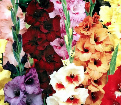 100 gladioli large flowering - 100,