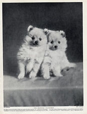 POMERANIAN TWO CHARMING LITTLE PUPPIES OLD ORIGINAL DOG PRINT FROM 1934