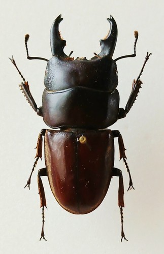 Black burgundy stag jaw - burgundy, male