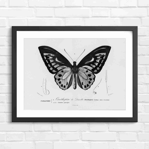 Ornithoptera butterfly - ornithoptera,