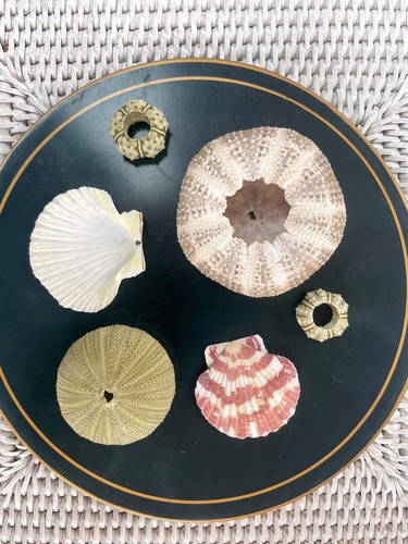 Mixed sized sea - urchins, +