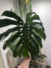 Monstera Large Form Cutting