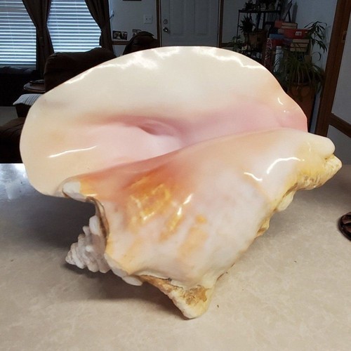 Large size shell seashell - large,