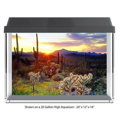 Desert cactus sun - sun, set