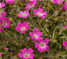 GERANIUM 'Orkney Cherry' -