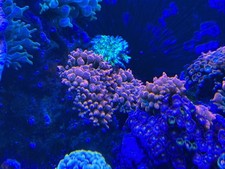 Red Devil Bubble Tip Anemone