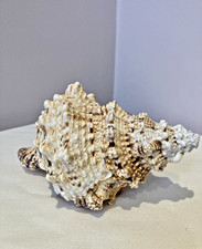 Large  Tutufa Tenuigranosa Sea