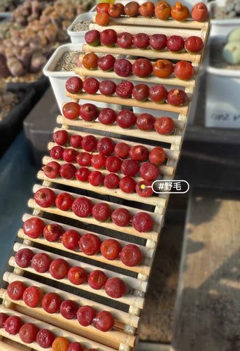 20pcs rare live house plant - 20pcs,