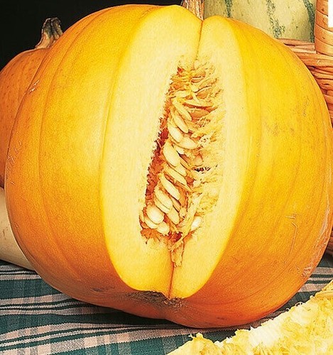 Vegetable seeds large - vegetable,