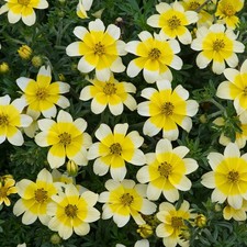 6 Trailing Bidens Spotlight