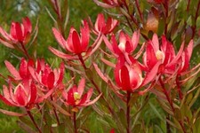 PLUG PLANT .X1 Leucadendron