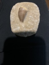 Extra Large Mosasaur Tooth