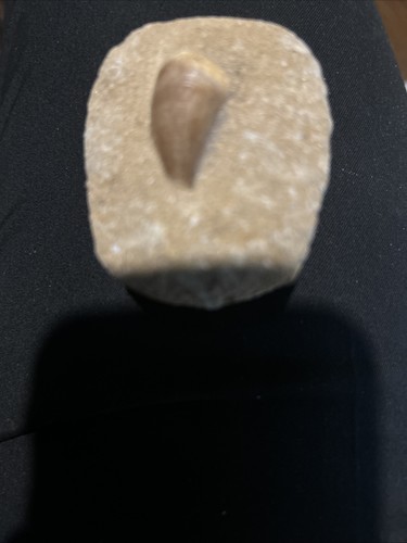 Extra large mosasaur tooth - large,
