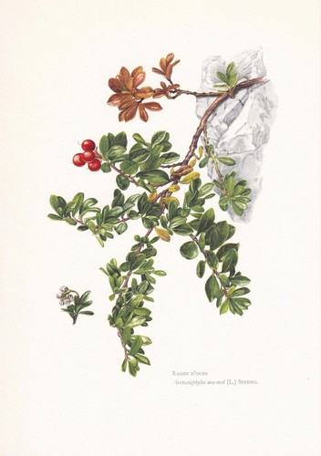 1960 bearberry print - 1960,