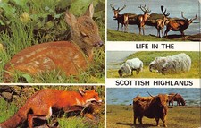 Wildlife Multiview Life In The Scottish Highlands Unposted Postcard (281)