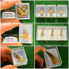 Fossil Shark Tooth