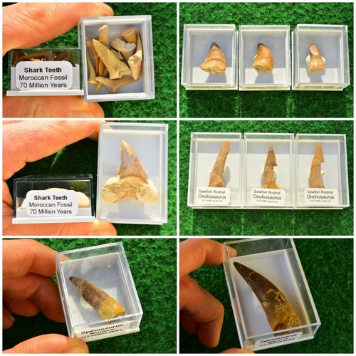 Fossil shark tooth - shark,