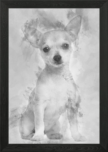 Chihuahua puppy months o - chihuahua, 3