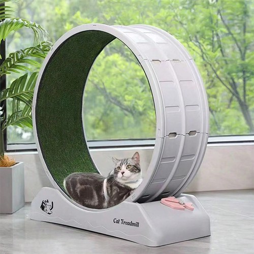 Grey cat exercise wheel - exercise,