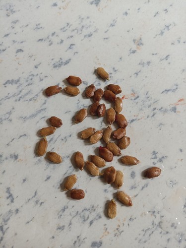 Bitter melon karela seeds - bitter, /karela