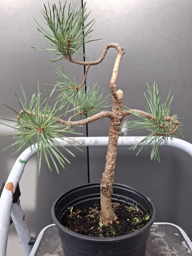 Part trained scots pine - part,