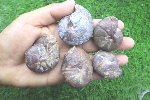 Pcs maenoceras goniatite - 5,