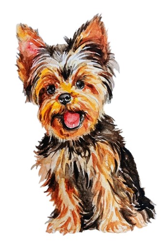 Yorkshire terrier dog art - yorkshire,