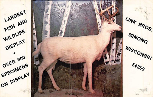 Postcard albino deer - albino, deer,