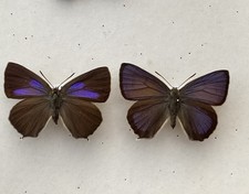 A Pair Of Purple Hairstreak