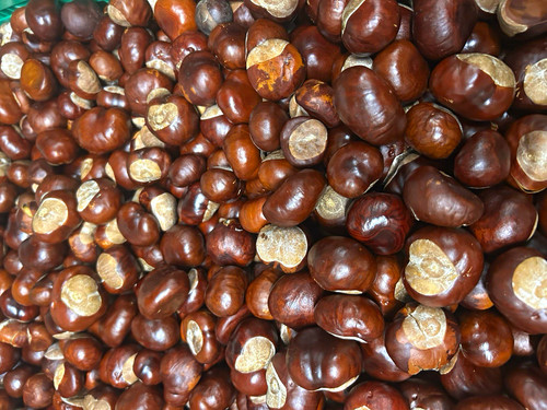 100 whole conkers - x,