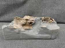 Ichthyosaur Partial Vertebra