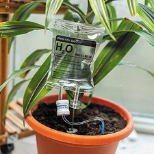 Plant hydration water - plant,