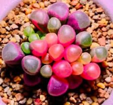 5 x Seeds Fenestraria