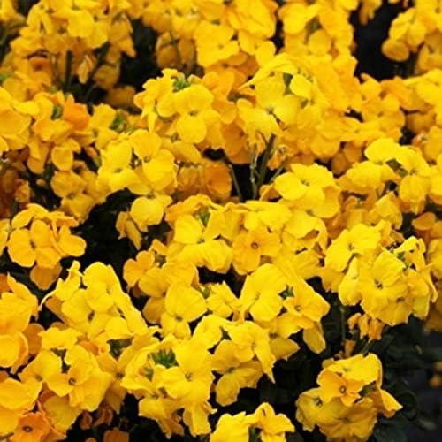 Wallflower sugar rush - f1, rush'