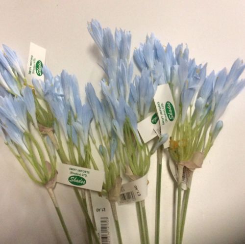 Pack stems baby - pack, nerine