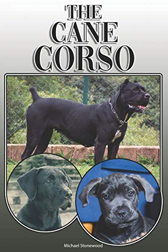 The cane corso - a, and
