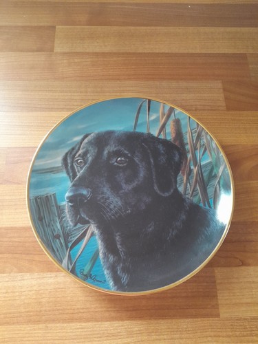 Black labrador dog mans - dog., "mans
