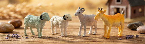 Plastic animal sheep ram - sheep,