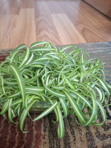 Curly spider bonnie - curly,
