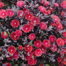 Delosperma desert dancers