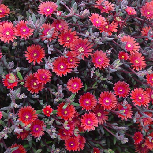 Delosperma desert dancers