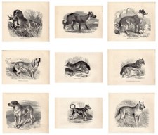Animal Prints,Dogs,Lurcher,Boarhound,Pets,JG Wood,Antique,Mixed,Individual,1862