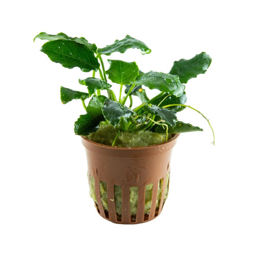 Anubias barteri var nana kirin - barteri,