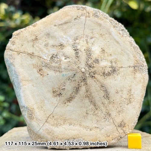 Large echinoid fossil