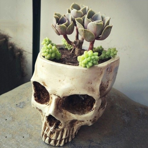 Resin skull planter succulent - resin,