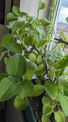 Organic indian borage - organic, ajwain