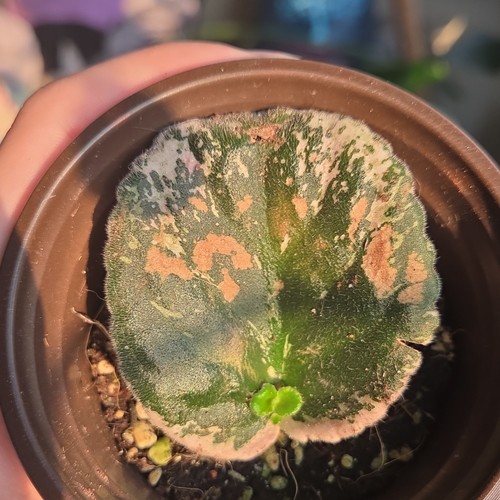 Rare variegated - 🌸rare🌸,