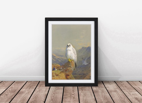Falcon drawing archibald - by,